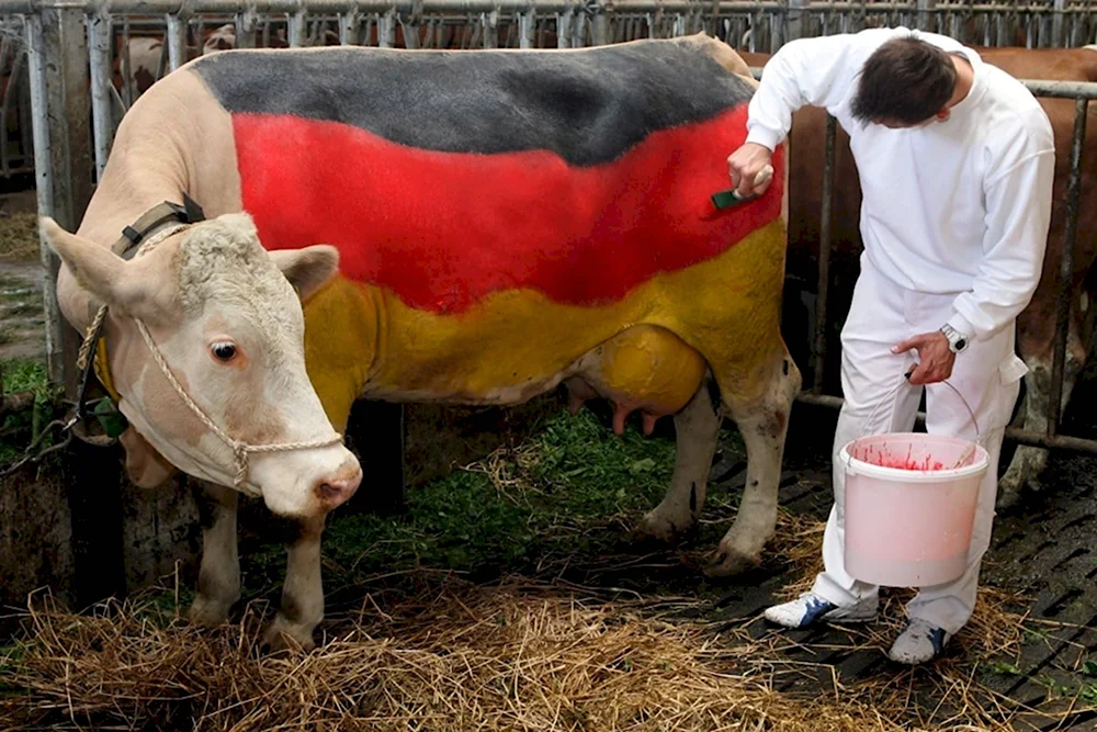 Немецкая корова