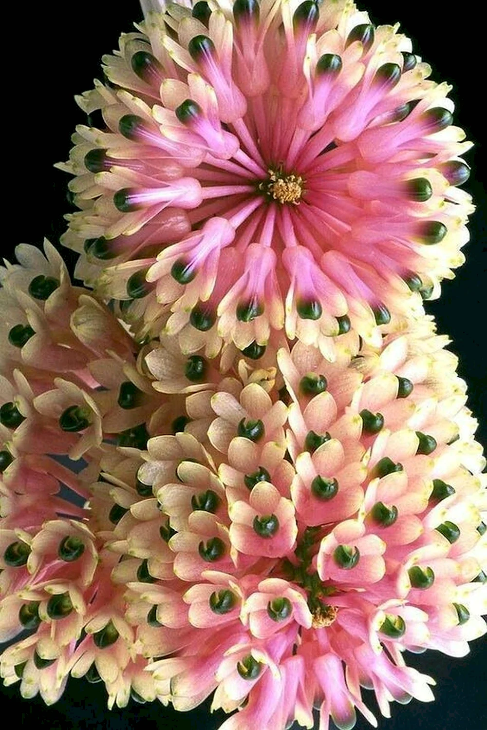 Необычные цветы