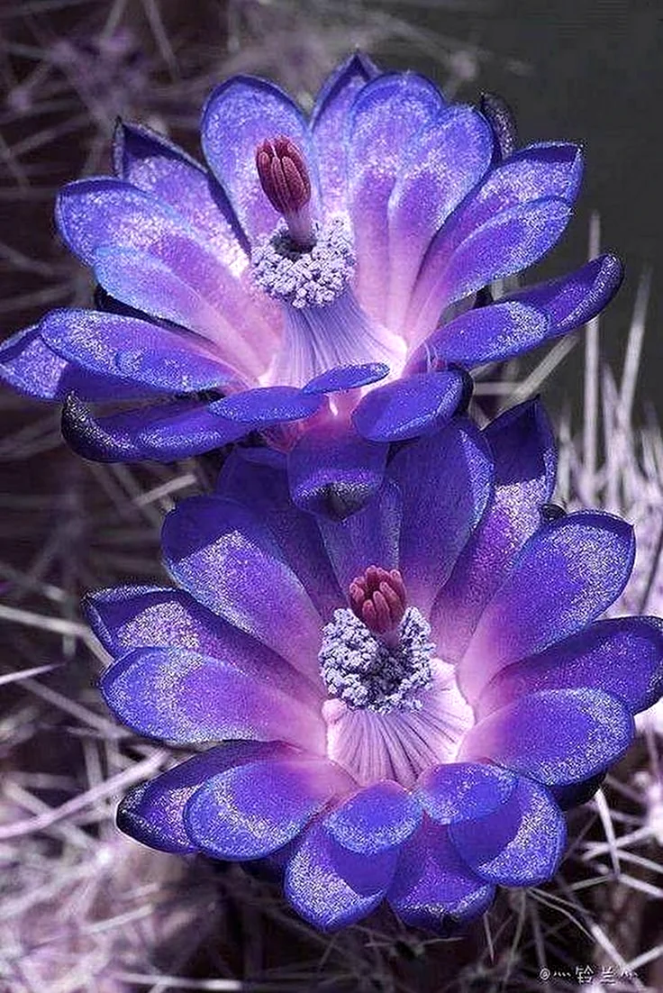Необычные цветы