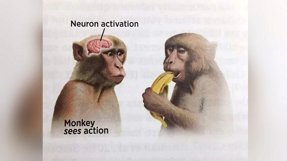 Neutron activation Monkey