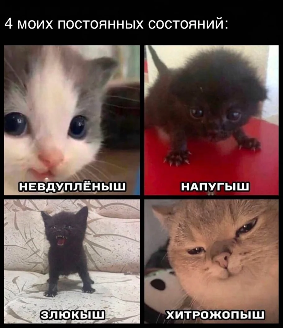 Невдуплёныш котик