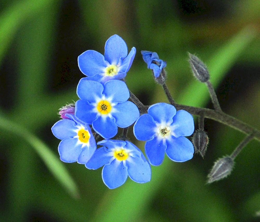 Незабудка Лесная Myosotis sylvatica