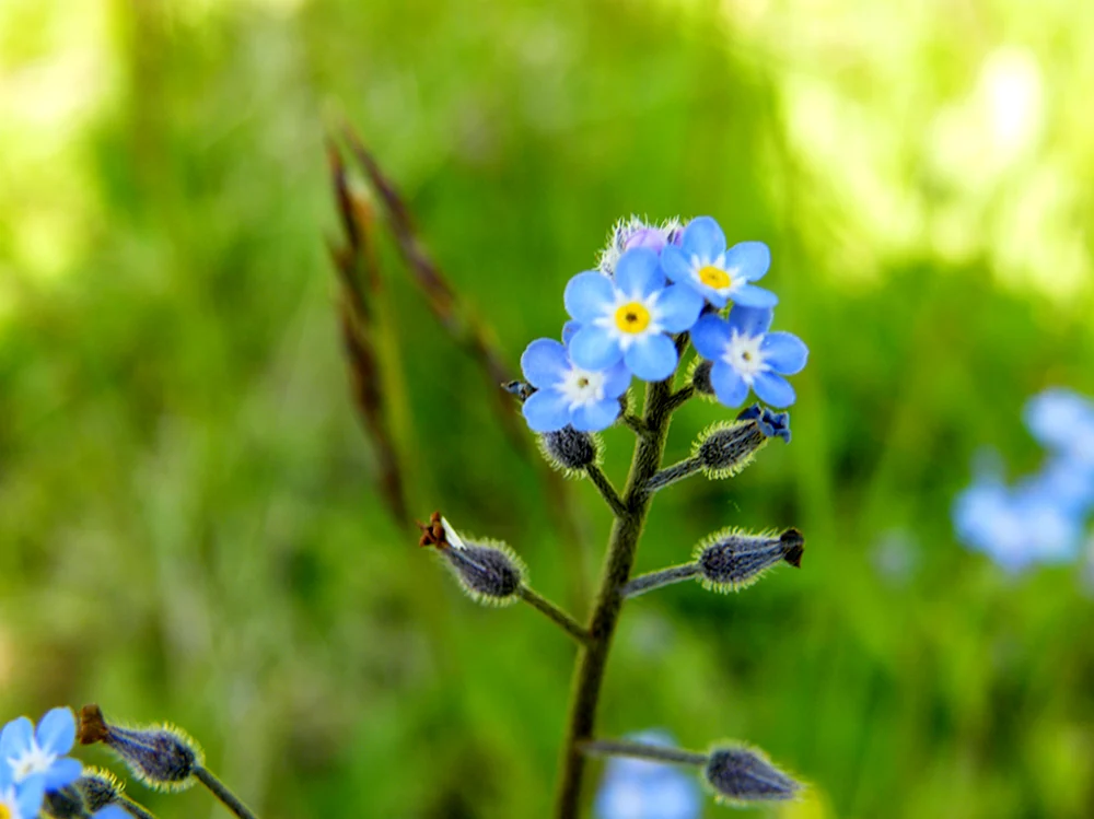 Незабудка Полевая Myosotis arvensis l. Hill