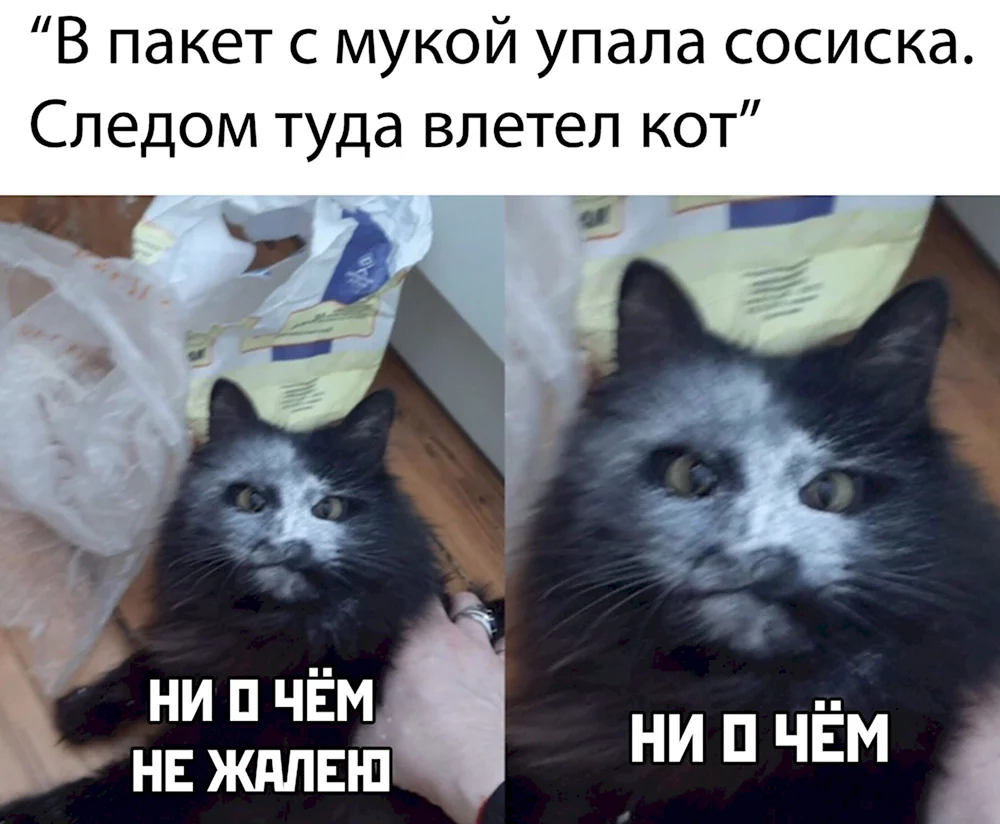 Ни о чем не жалею кот