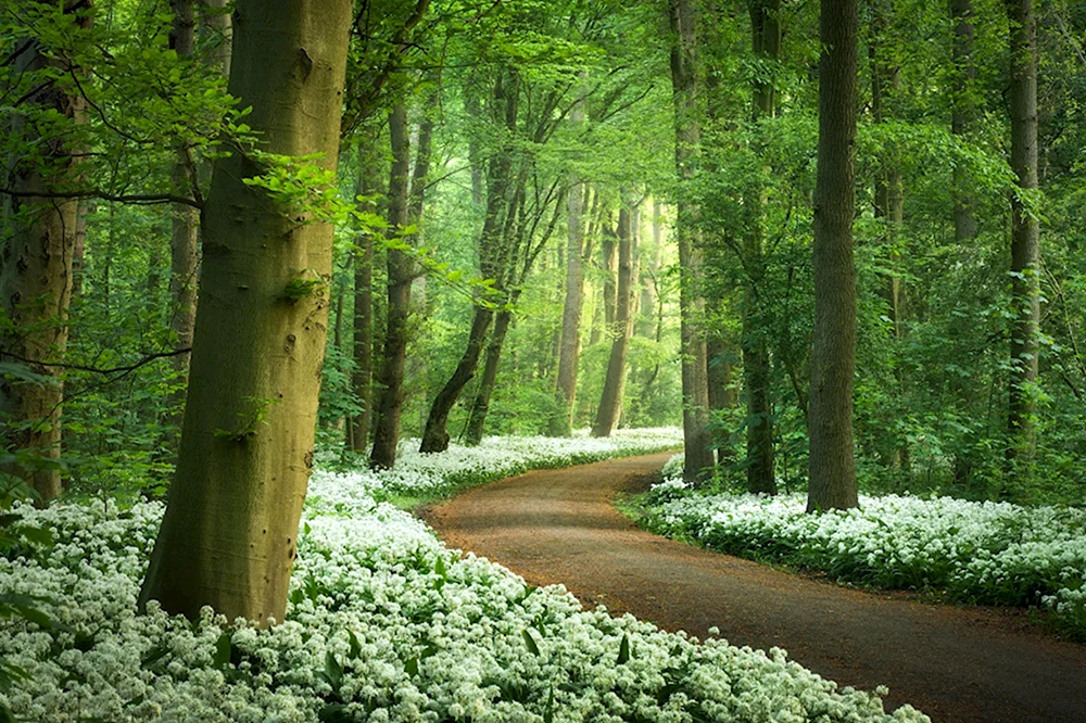 Нидерланды леса