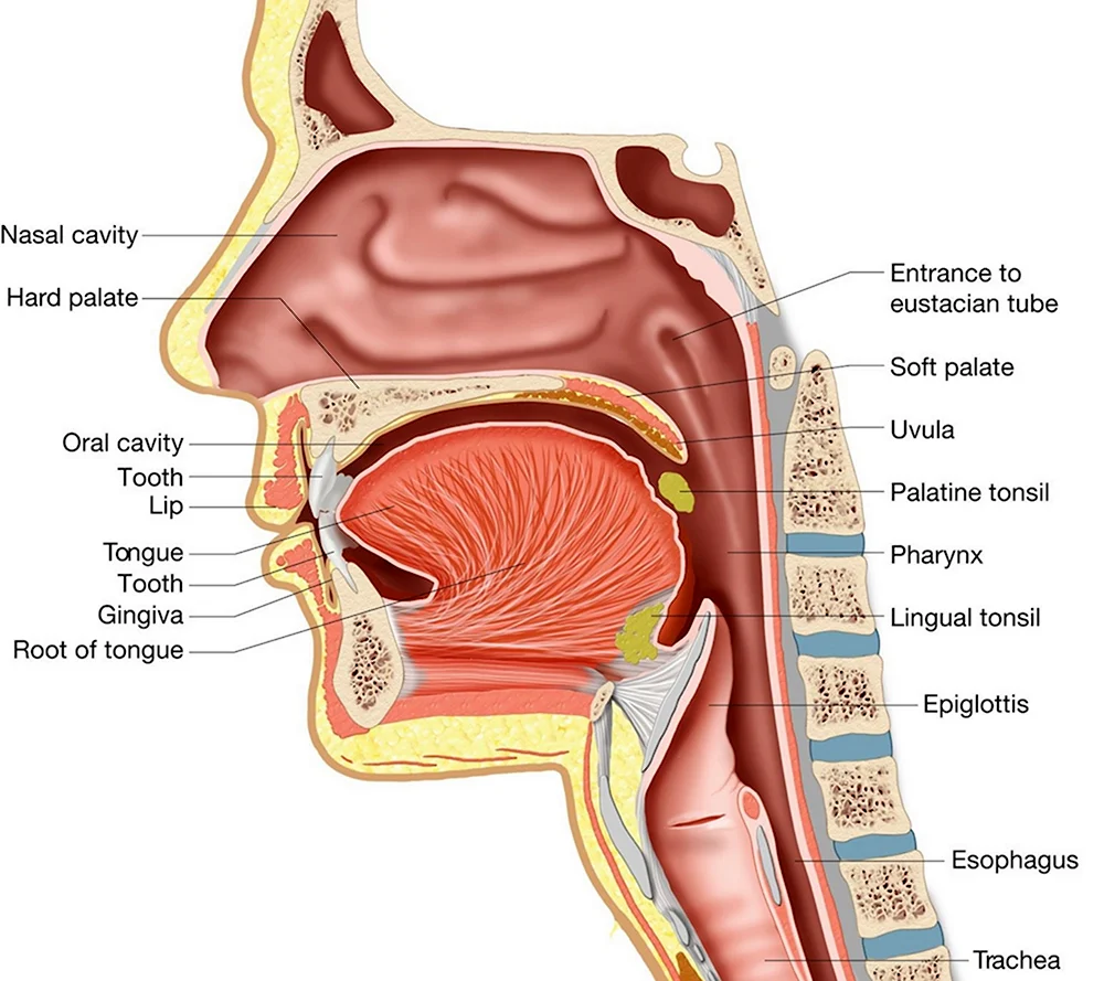 Носоглотка и ротовая полость анатомия