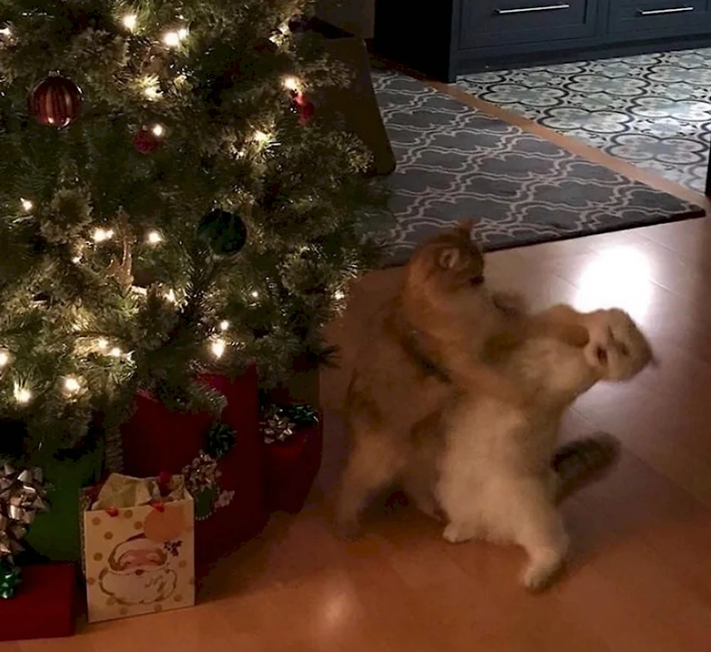 Новогодние мемы с ёлкой и котом