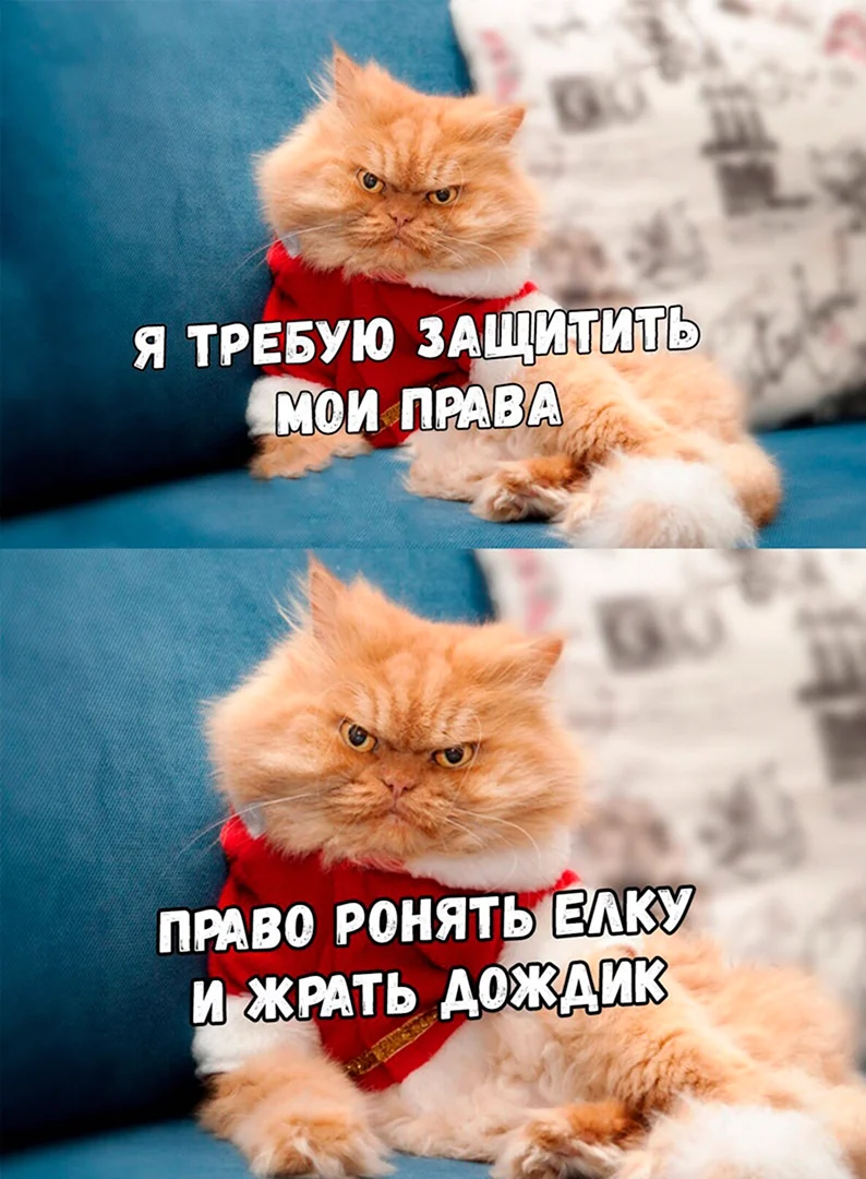 Новогодние мемы с котами