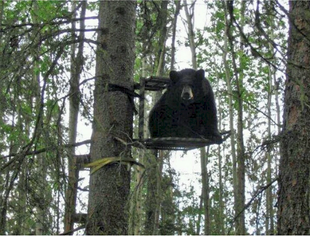 Ну допустим Куку