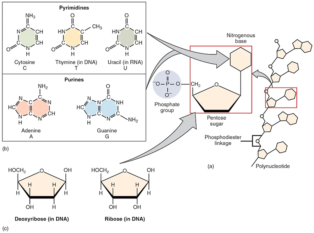 Nucleotides