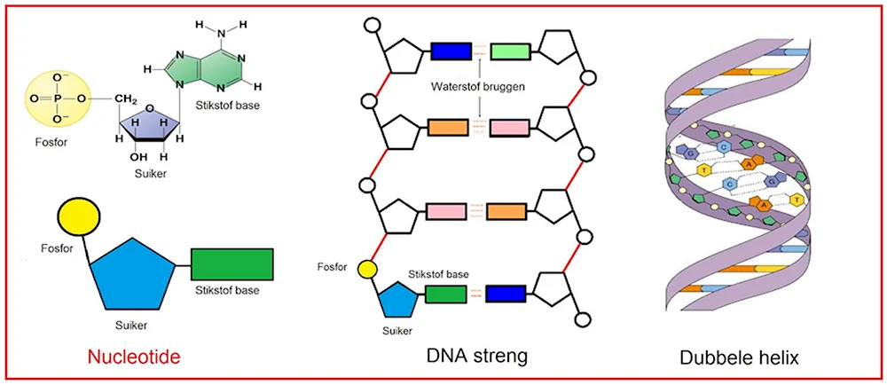Нуклеотиды ДНК