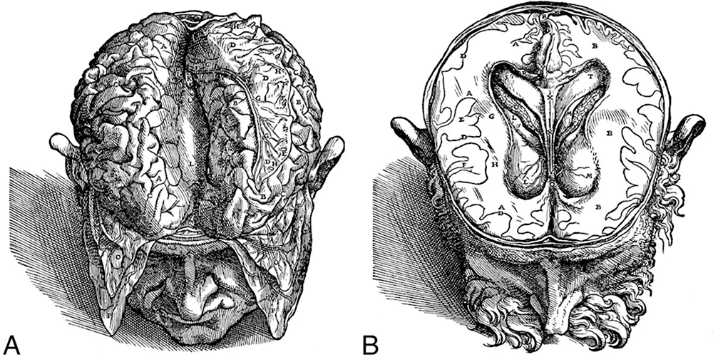 О строении человеческого мозга Везалий