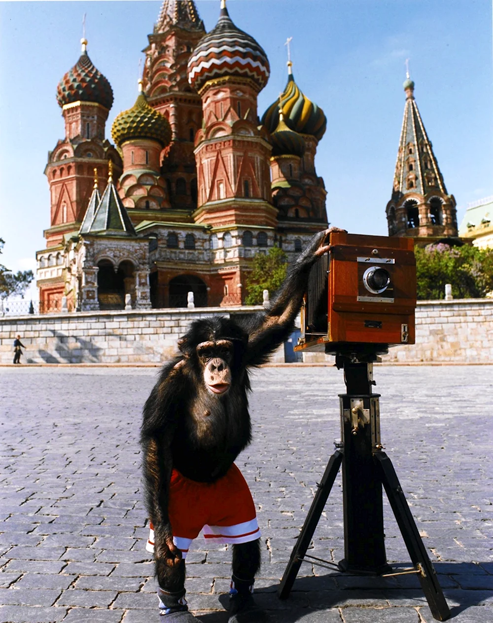 Обезьяна с фотоаппаратом