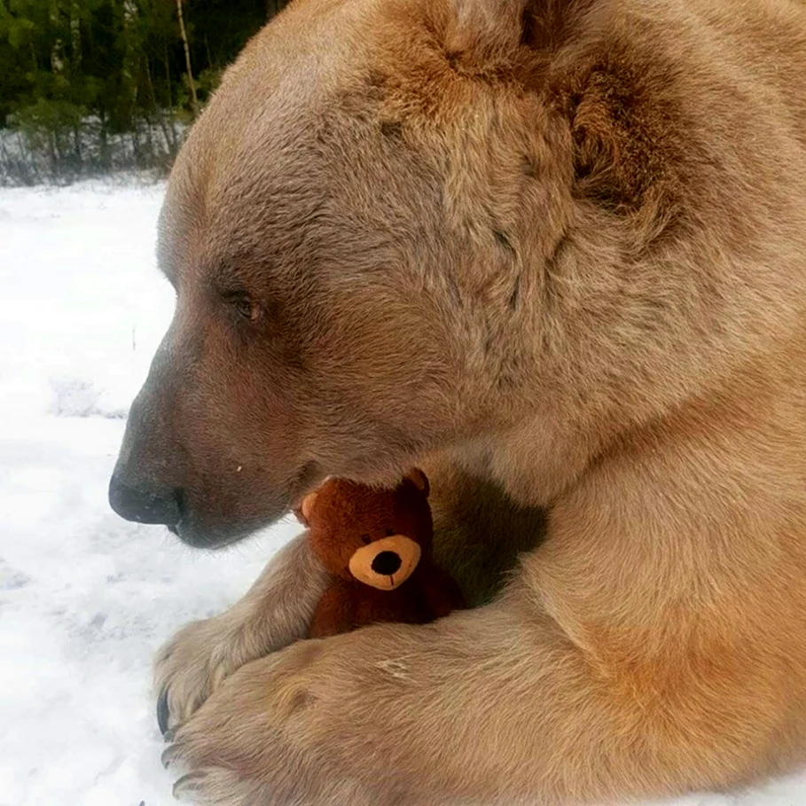 Обиженный медведь