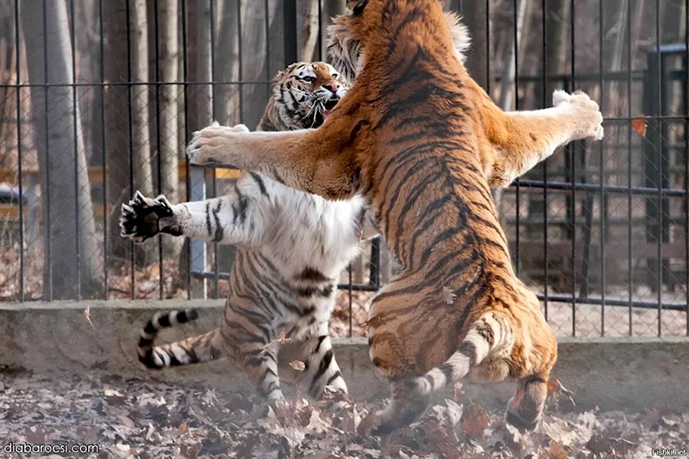 Обнимашки с тигром