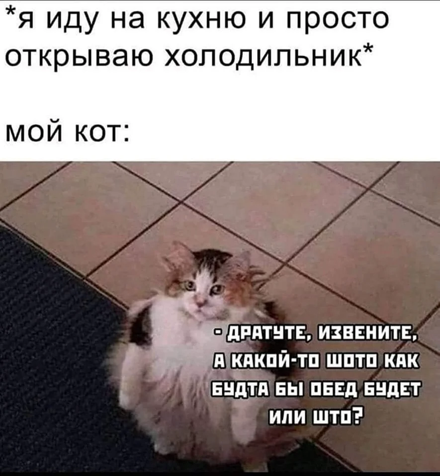 Обратите внимание кот