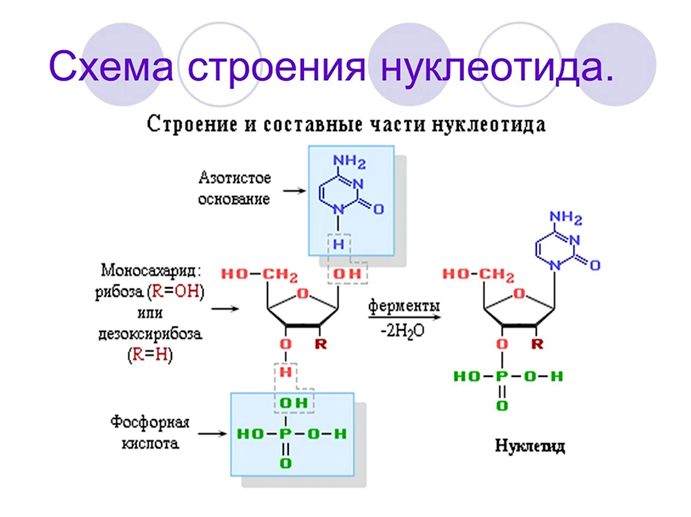 Общая формула нуклеотида ДНК