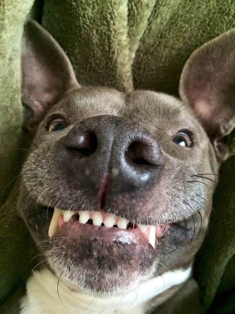 Очень смешная собака с зубами