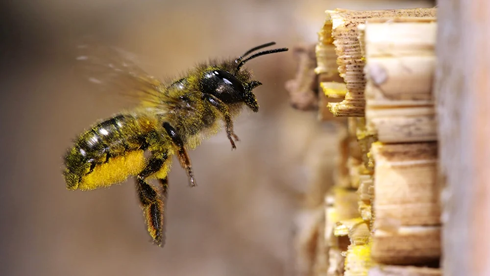Одинокая пчела