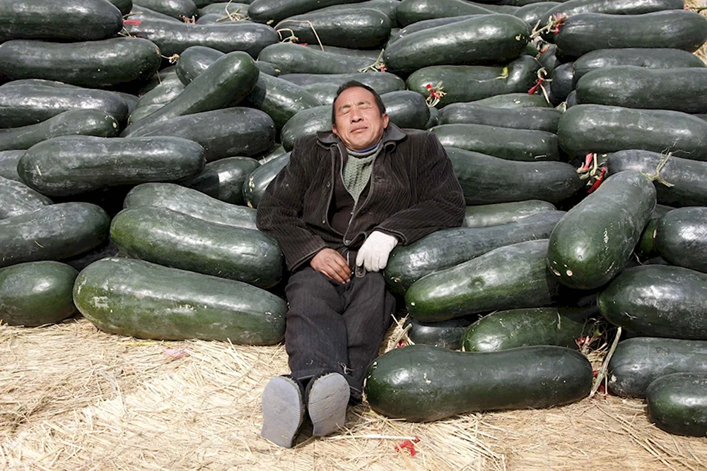 Огромный кабачок