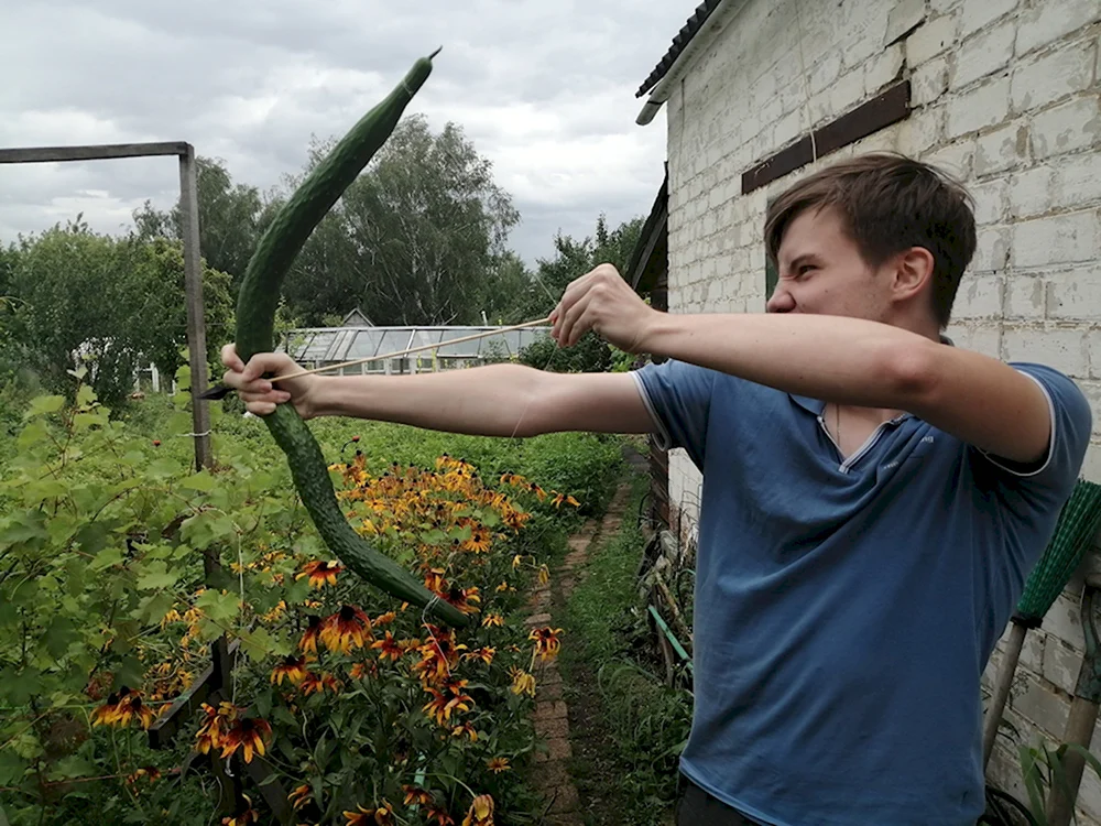 Огурец мужики не веган