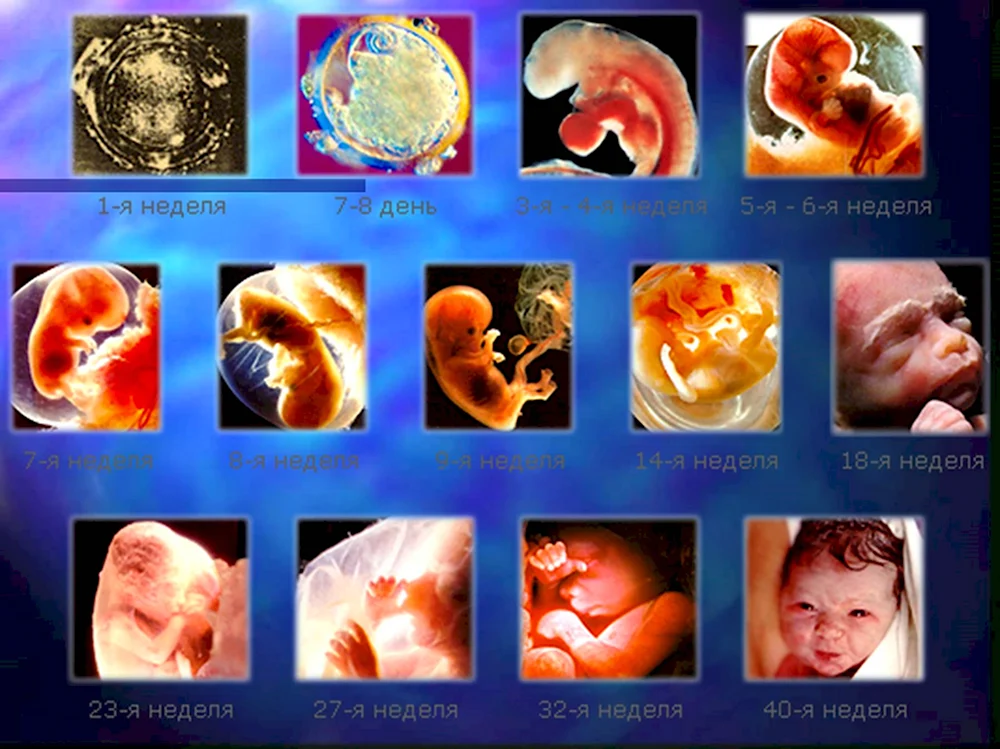 Онтогенез эмбриона человека