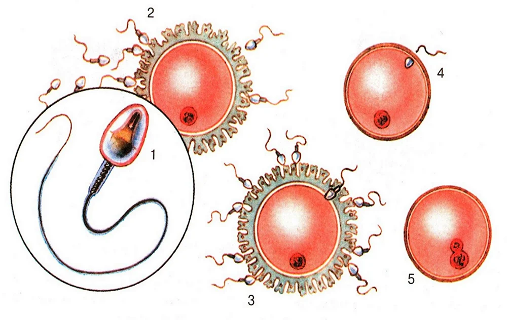 Оплодотворение слияние половых клеток