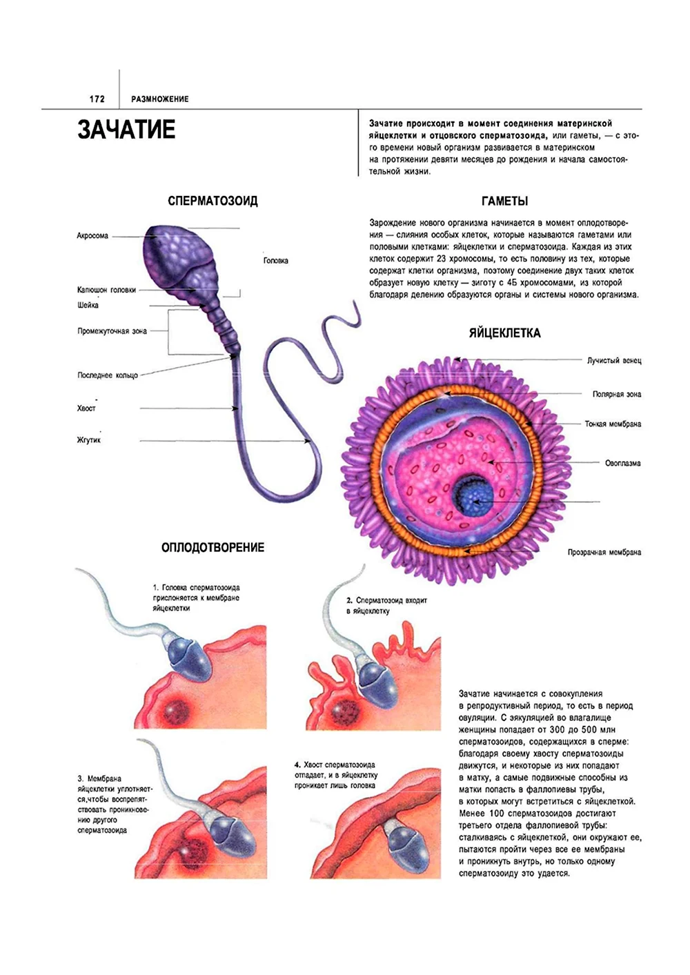 Оплодотворение сперматозоид схема
