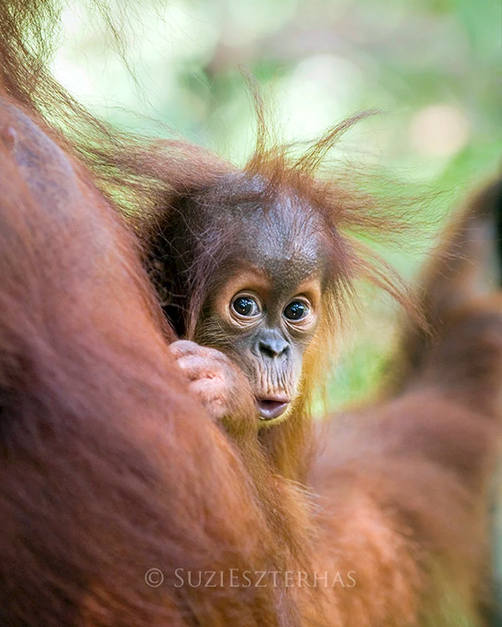 Орангутан детеныш фото