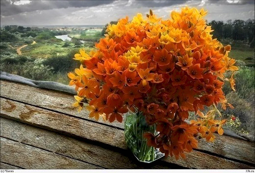 Оранжевые осенние цветы