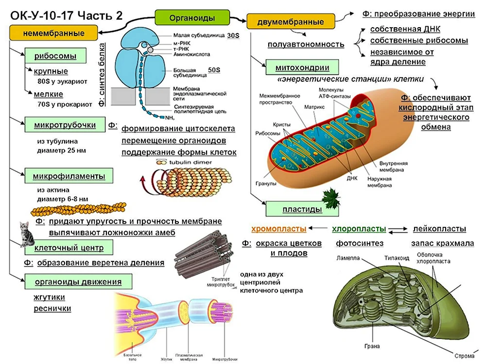 Органоиды клетки схема строение и функции
