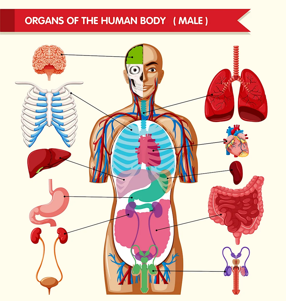 Органы человека