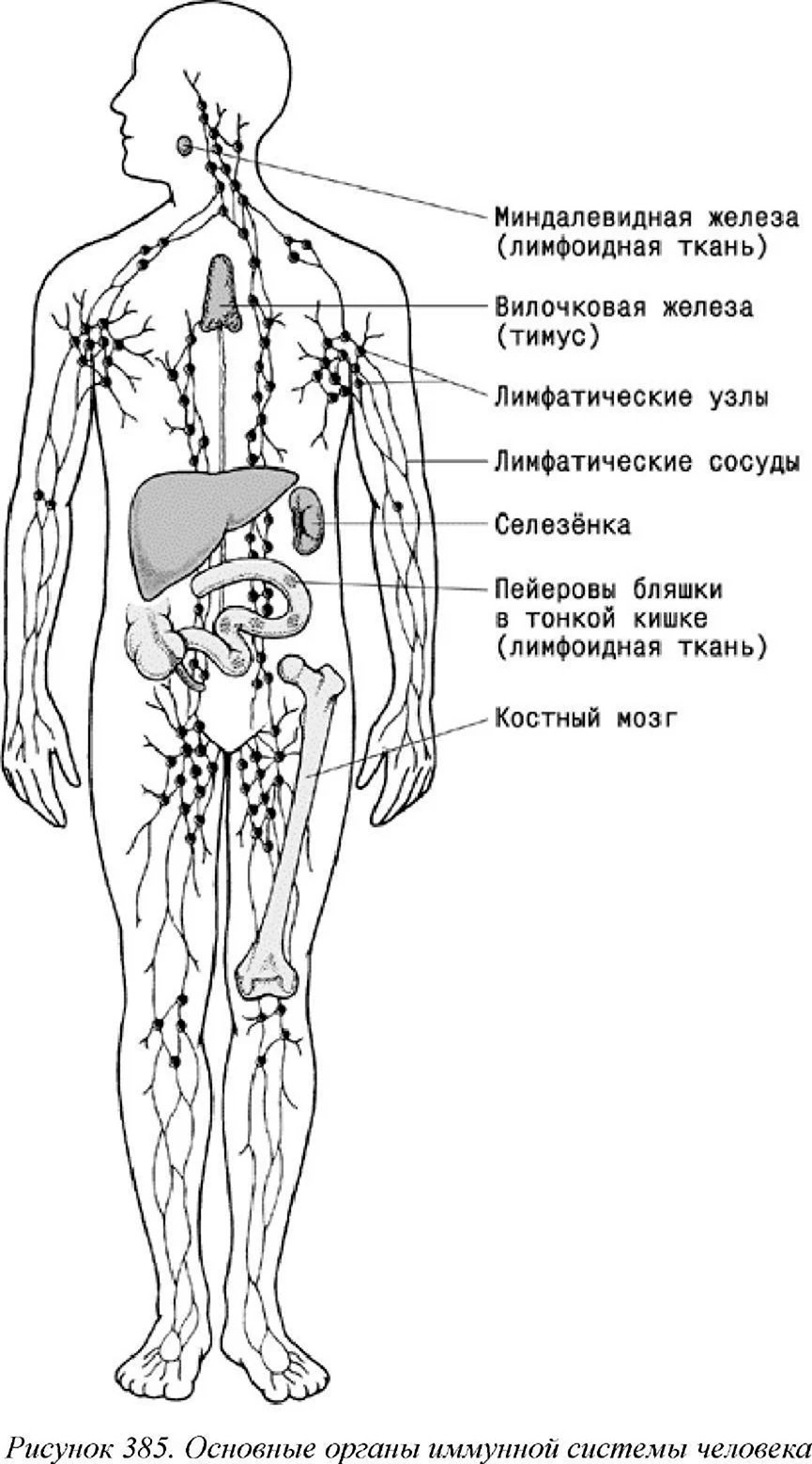 Органы иммунной системы человека схема