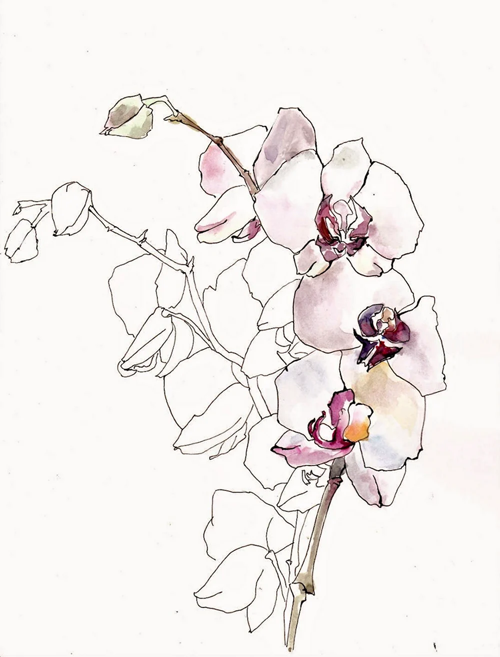 Орхидея акварель