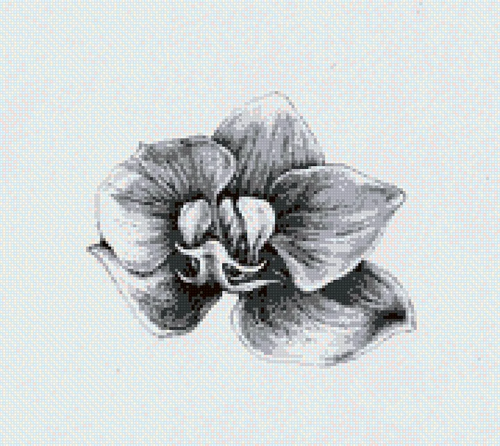 Орхидея эскиз