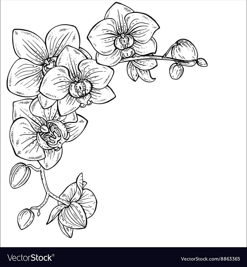 Орхидея эскиз рисунка