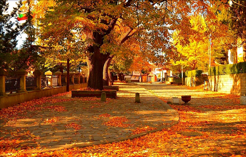 Осень Калининград деревья парк