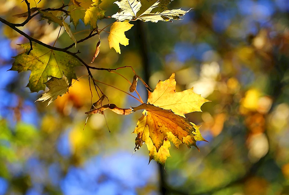 Осень красит листья