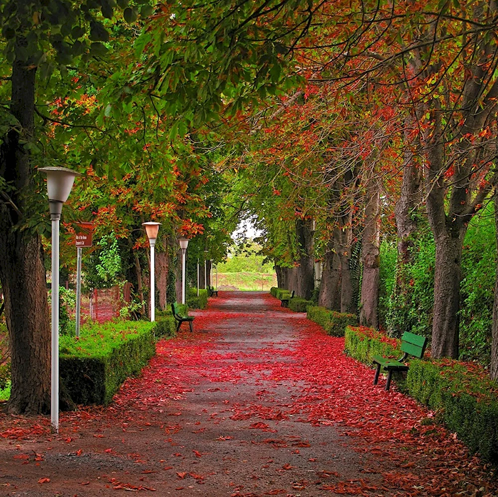 Осень парк аллея