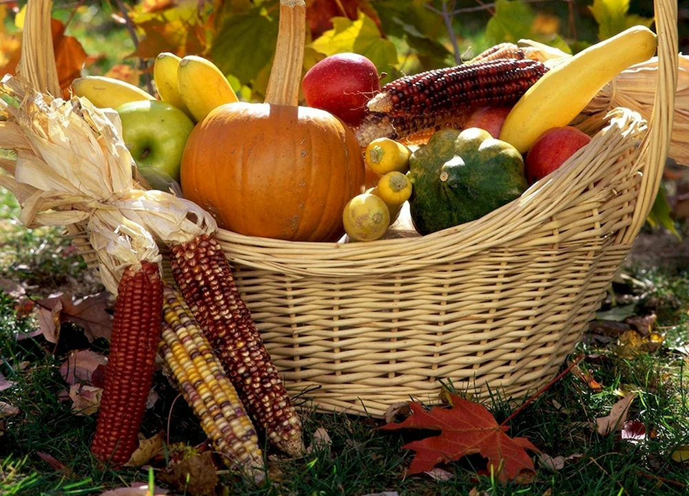 Осенний сбор урожая
