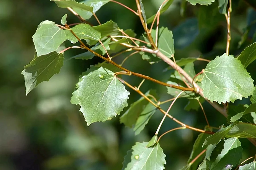 Осина Populus tremula