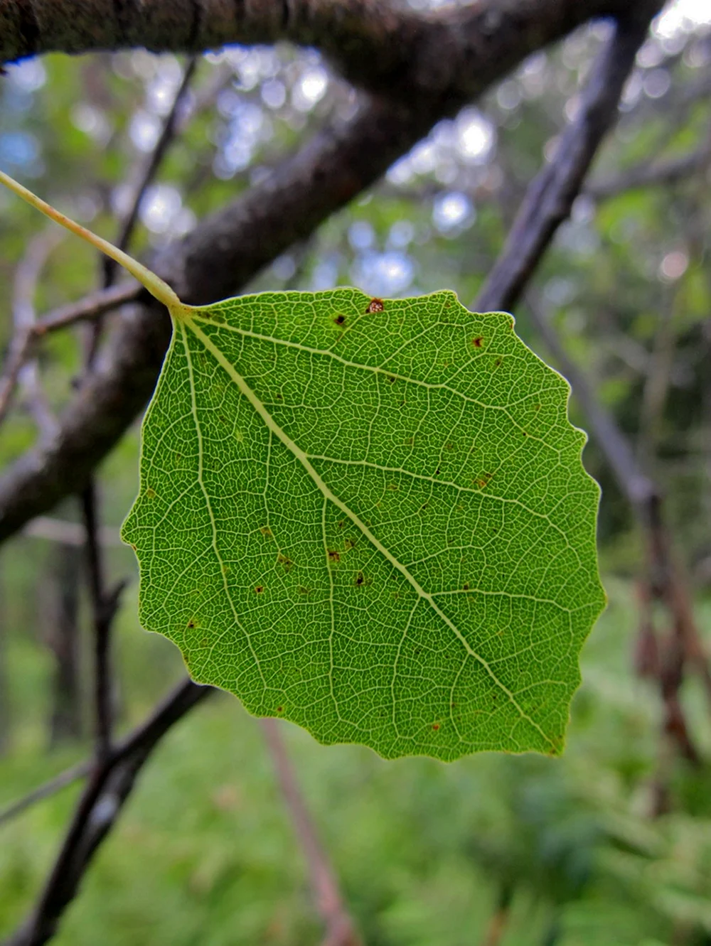 Осина Populus tremula