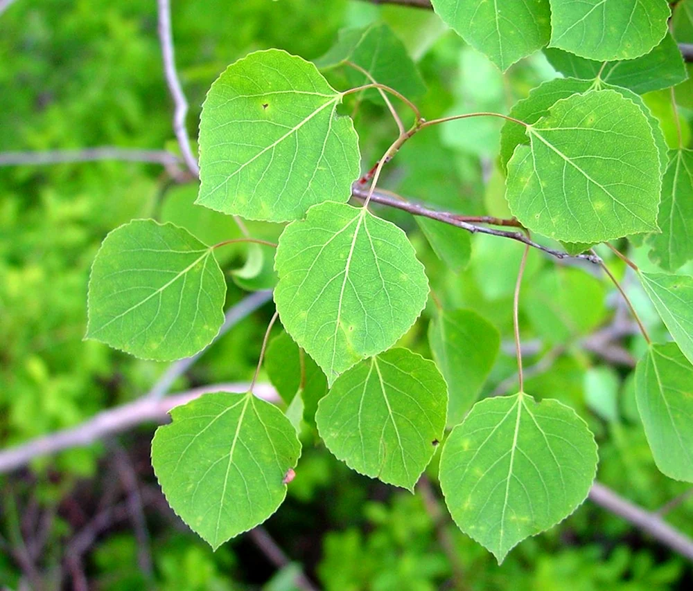 Осина Populus tremula