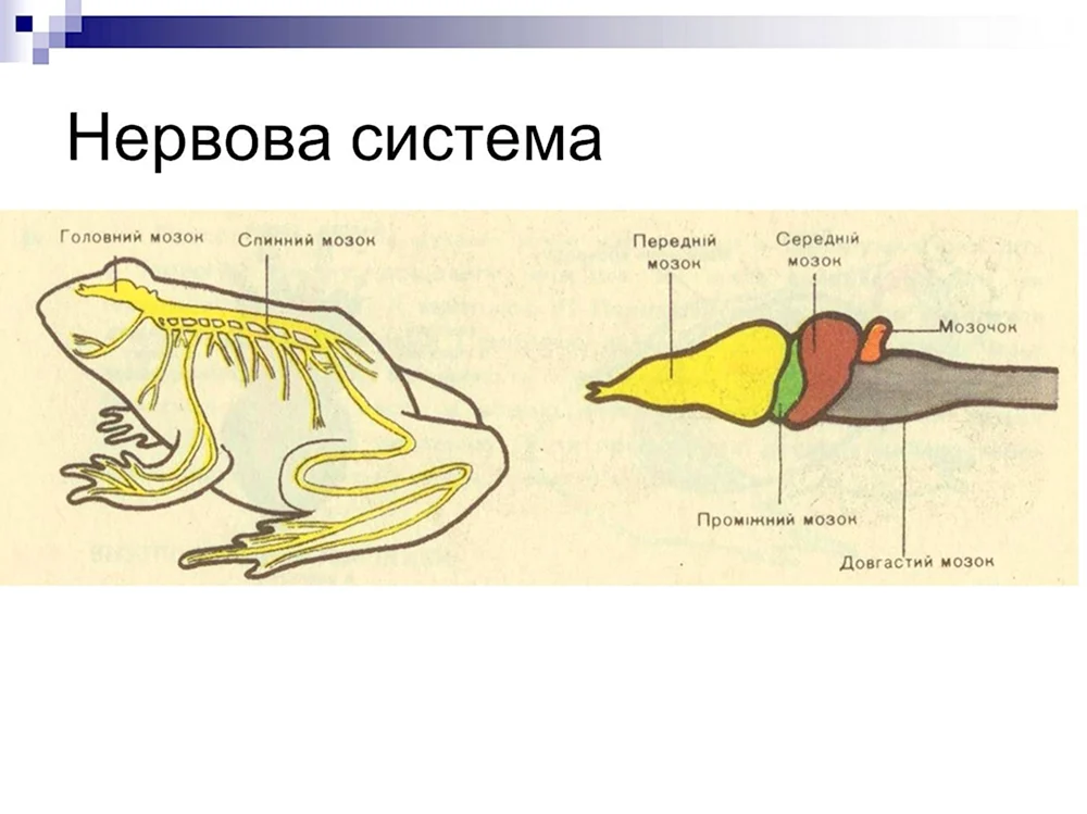 Отделы нервной системы лягушки