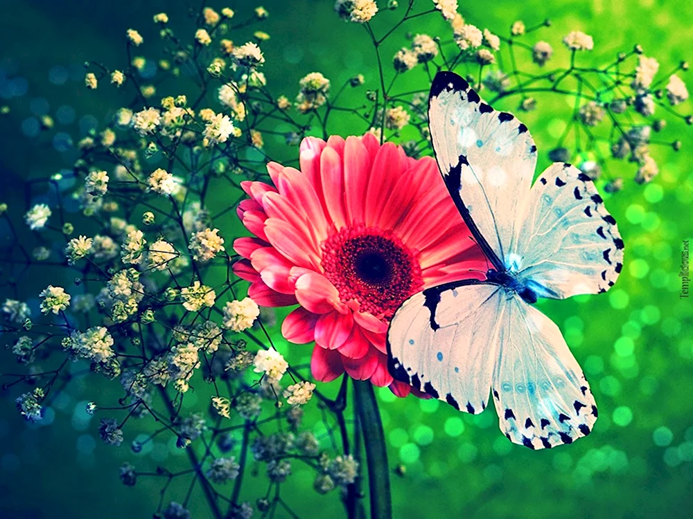 Открытки с бабочками красивые