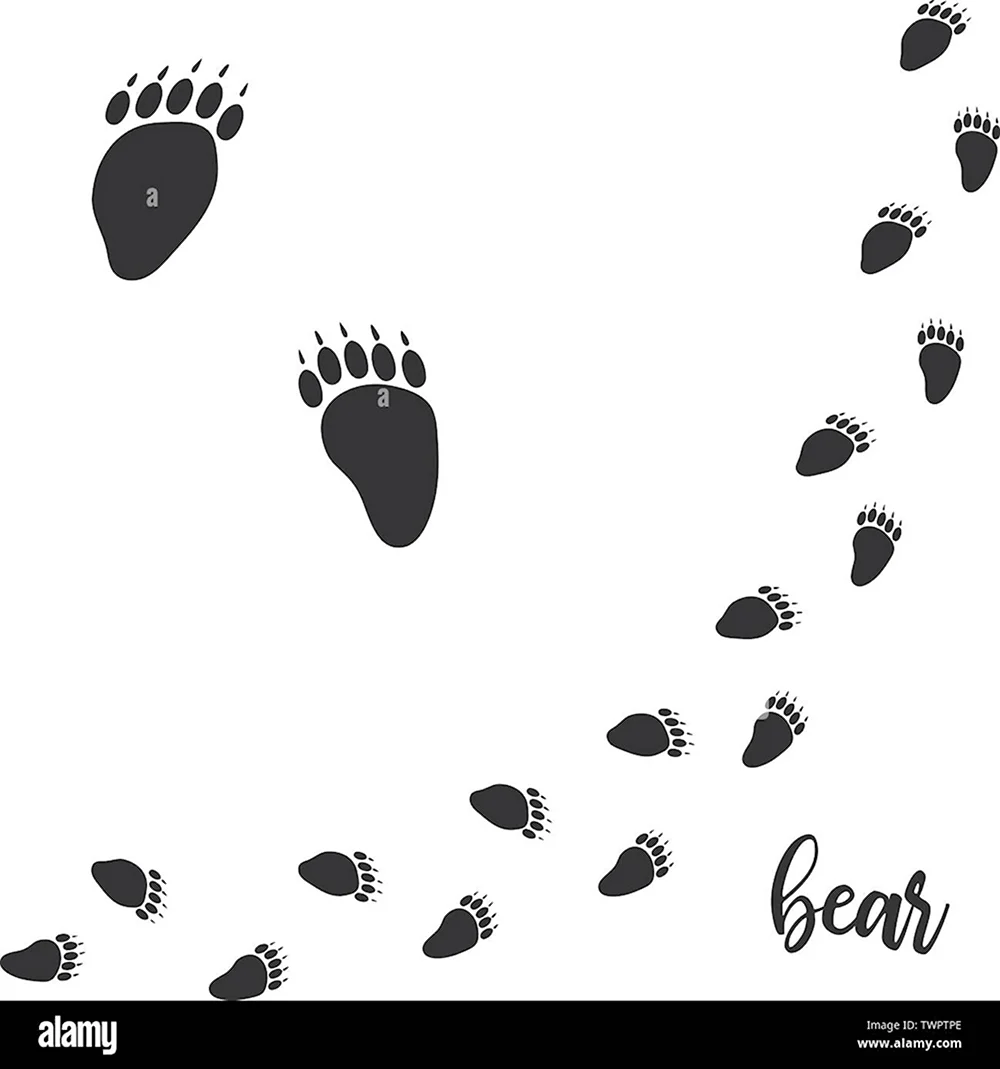 Отпечаток ноги медведя