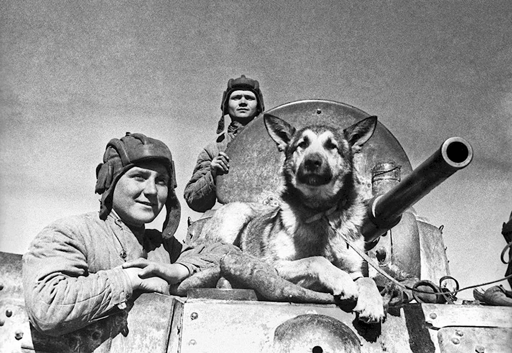 Овчарка Джульбарс собака-герой войны