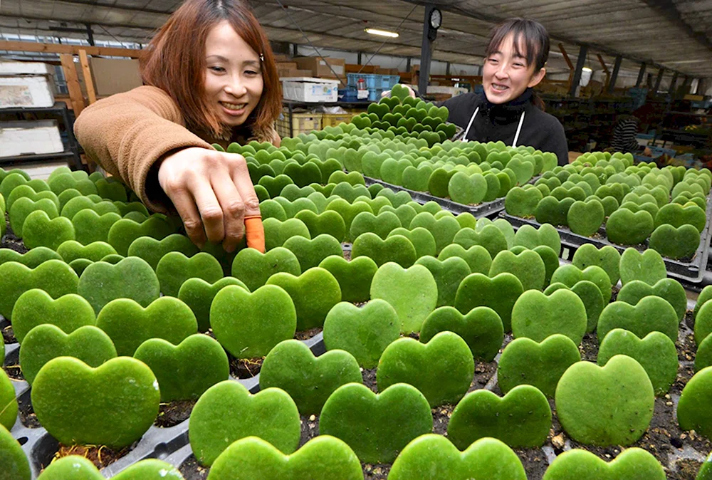 Овощи растущие в Японии