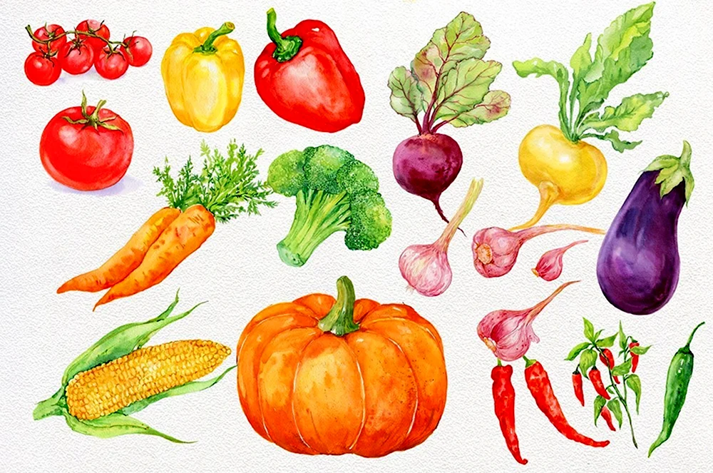Овощи рисунок