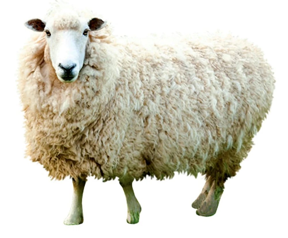 Овца на белом фоне